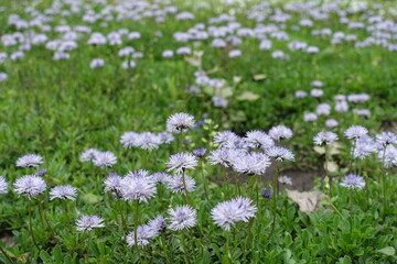 Light violet flowers of Globularia vulgaris in May © Anna
