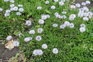 Multiple light violet flowers of Globularia vulgaris  in May © Anna
