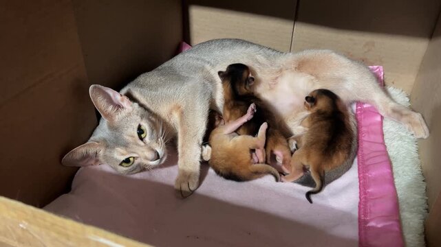 Mother cat nursing three newborn kittens in cozy cardboard box. Intimate domestic scene, tender moment of maternal care. Abyssinian blue cat and ruddy kittens.