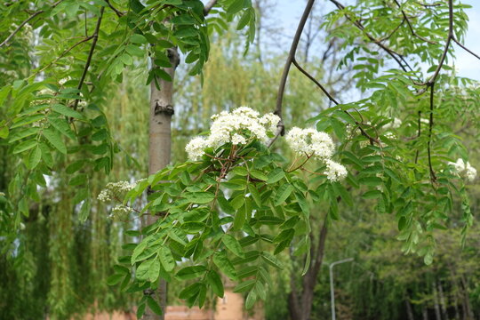 Group of white flowers of Sorbus aucuparia in mid May