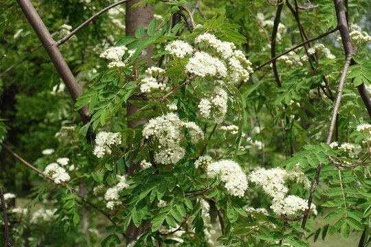 Profuse white flowers of Sorbus aucuparia tree in mid May
