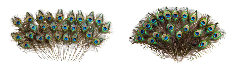 Fototapeta premium Beautiful and vibrant display of fanned peacock tail feathers with iridescent eyespots, showcasing natural elegance. isolated on transparent background