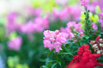 Obraz premium Soft Pink Blossoms Bloom Gently In Hong Kong Spring Garden
