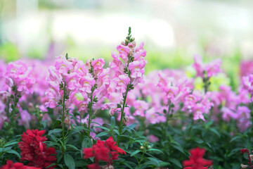 Obraz premium Soft Pink Blossoms Bloom Gently In Hong Kong Spring Garden