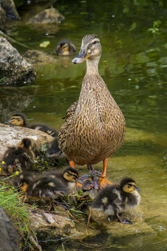 cane colvert et ses canetons