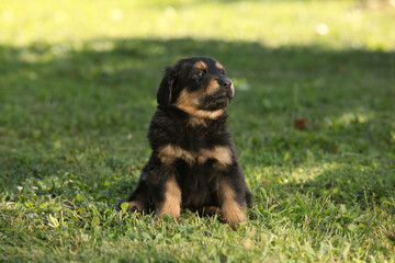 Amazing hovawart puppy in the garden alone, ni
