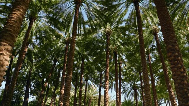 AlUla, Saudi Arabia &ndash; Peaceful Desert Oasis With Palm Groves, Green Gardens, Scenic Nature Landscapes