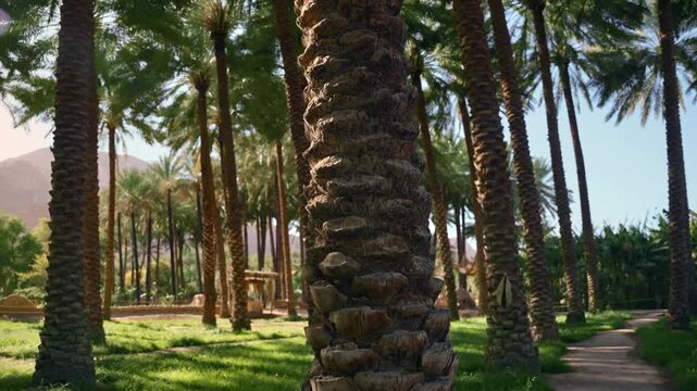 AlUla, Saudi Arabia &ndash; Peaceful Desert Oasis With Palm Groves, Green Gardens, Scenic Nature Landscapes