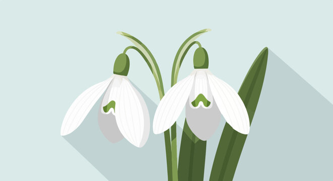 Delicate white snowdrop flowers with green stems and leaves on a pale blue background