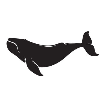 Silhouette of bowhead whale. Vector illustration black silhouette of bowhead whale isolated on white. Logo icon, side view.