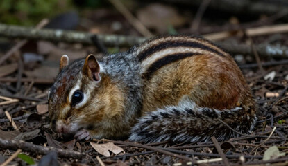 Obraz premium Lazy Chipmunk Lying Calmly on Forest Floor, Generative Ai