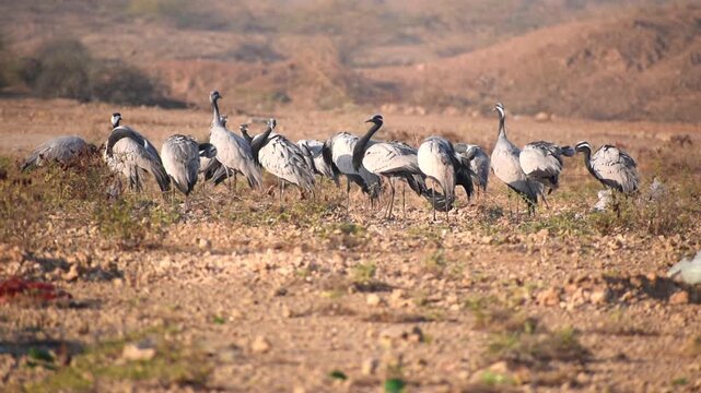 Demoiselle Cranes, migratory birds known for their slender necks, long legs, and graceful movements