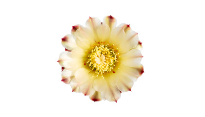 Isolated, overhead close-up of a cactus flower with pale yellow and red-tipped petals