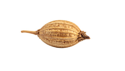 Macro view of a single dried seed pod with detailed texture, isolated on black