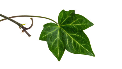 Close-up of a green ivy leaf with brown stem, isolated on a black background