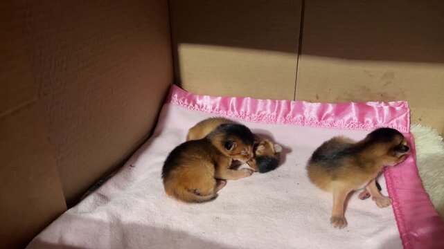 Three newborn kittens sleeping together in cardboard box. Abyssinian ruddy kittens with closed eyes. Animal care, adoption, and cozy home life.