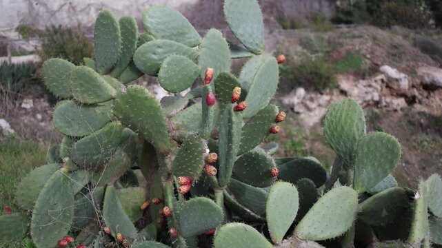Ripe prickly pear fruits grow on broad cactus pads in a dry rocky landscape creating a natural scene with vivid edible highlights textured green surfaces and calm outdoor energy