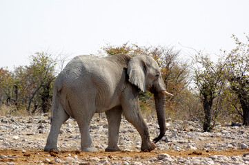 &Eacute;l&eacute;phant dans le parc national d'Etosha en Namibie