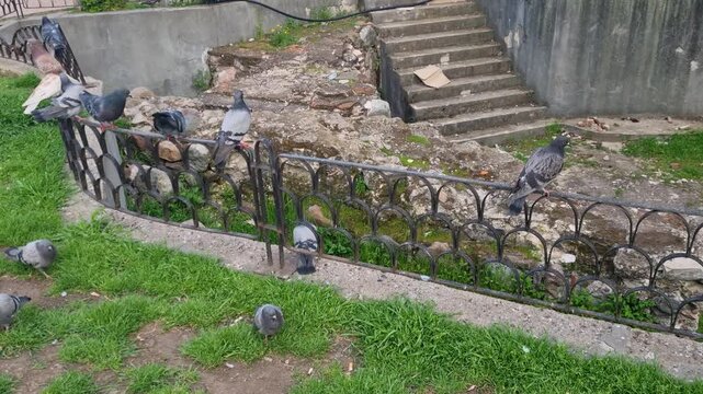 Pigeons gather on the grounds of the ancient Serdica Roman ruins in a public park in downtown Sofia, Bulgaria. A quiet urban scene at a historic travel destination
