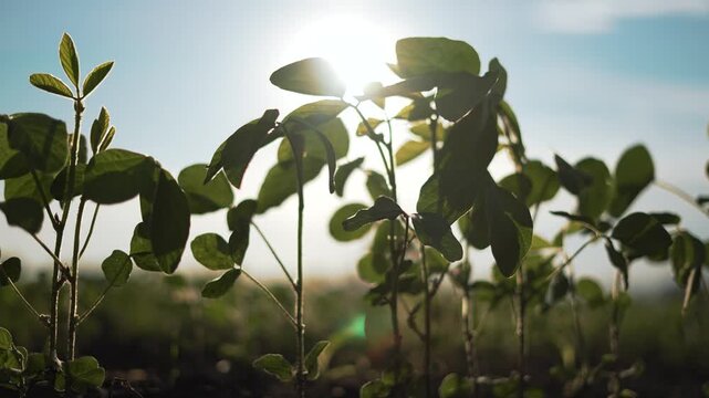 Soybean plants in field at sunset. Growing soybean plantation with green leaves. Cultivated field of soybeans basking sunlight. Agricultural growth in summer. Close-up of soybean leaves in plantation.