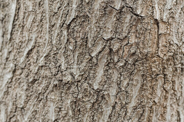 Obraz premium Close view of tree bark showing rough texture and details in sunlight