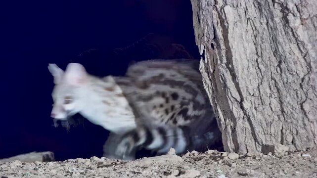 A beautiful and elusive large-spotted genet peeks from behind a tree at night.