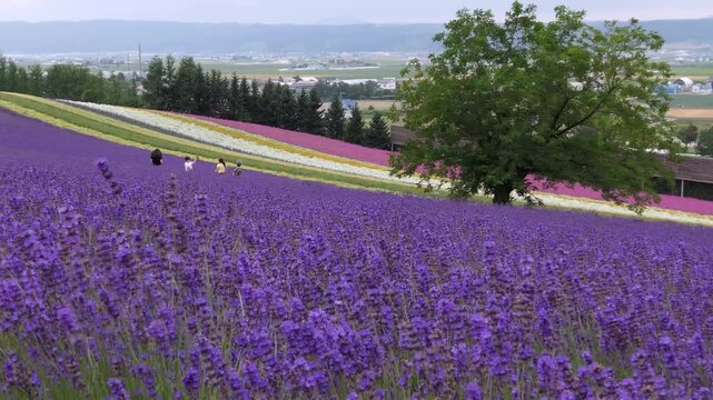 Lavender Fields in Hokkaido
