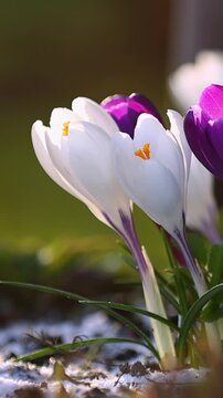 Spring Crocus Flowers in Soft Sunlight Vertical