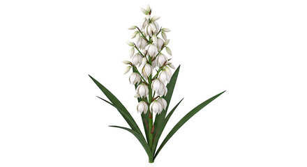 Fototapeta premium Yucca Filamentosa Flower Spike