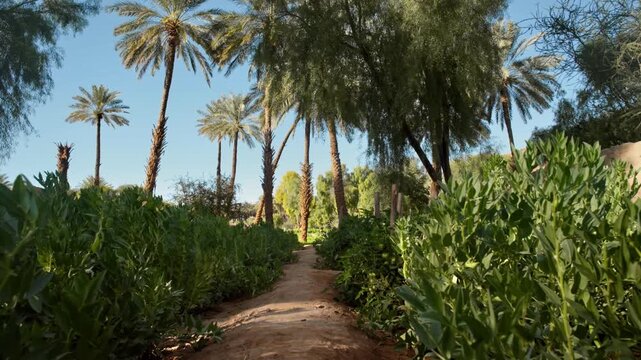 AlUla, Saudi Arabia &ndash; Peaceful Desert Oasis With Palm Groves, Green Gardens, Scenic Nature Landscapes