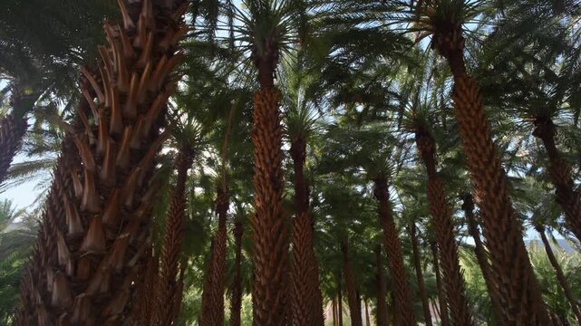 AlUla, Saudi Arabia &ndash; Peaceful Desert Oasis With Palm Groves, Green Gardens, Scenic Nature Landscapes