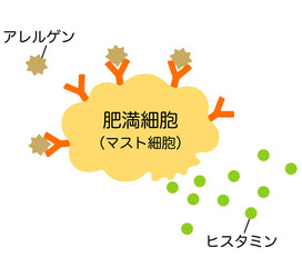 ヒスタミンを放出する肥満細胞　アレルギーのしくみ