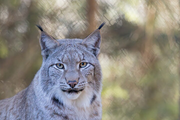 Luchs im Morgenlicht