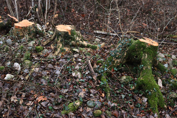 Obraz premium Many chopped tree trunks in the italian countryside on winter season