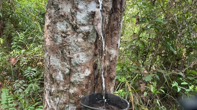 Wide shot rubber trees with latex flowing