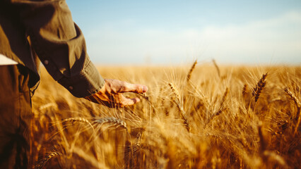A man stands in a field of ripe wheat. He gently runs his hand along the stalks. The sun is shining, the sky is clear. This captures the essence of harvest season. © maxbelchenko