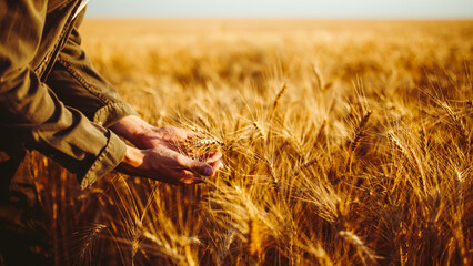 A man stands in a field of ripe wheat. He gently runs his hand along the stalks. The sun is shining, the sky is clear. This captures the essence of harvest season. © maxbelchenko