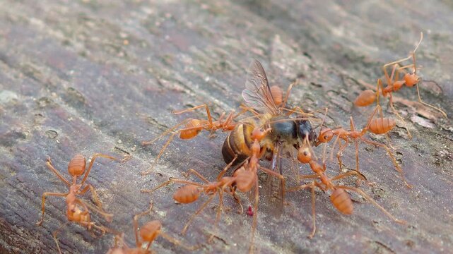 The ants are eating a dead bee.