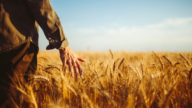 A man stands in a field of ripe wheat. He gently runs his hand along the stalks. The sun is shining, the sky is clear. This captures the essence of harvest season.