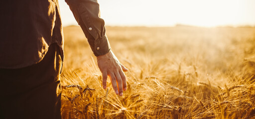 A man stands in a field of ripe wheat. He gently runs his hand along the stalks. The sun is shining, the sky is clear. This captures the essence of harvest season. © maxbelchenko