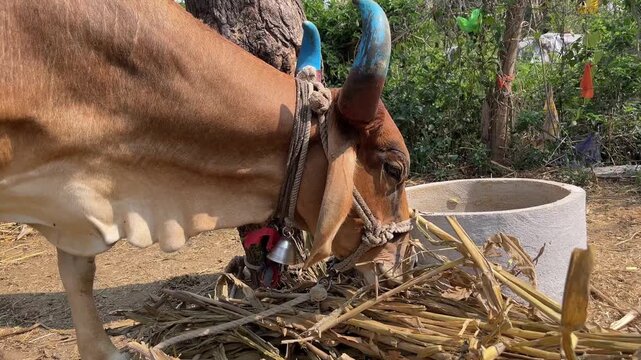 brown Indian bull or cow with blue painted horns and a bell, eating dry fodder in a traditional farm