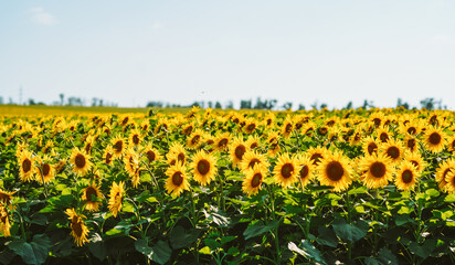 Sunflowers stand in rows in a field, reaching towards the sky. The sun shines brightly as the flowers bloom and stretch their petals, creating a vibrant scene.
