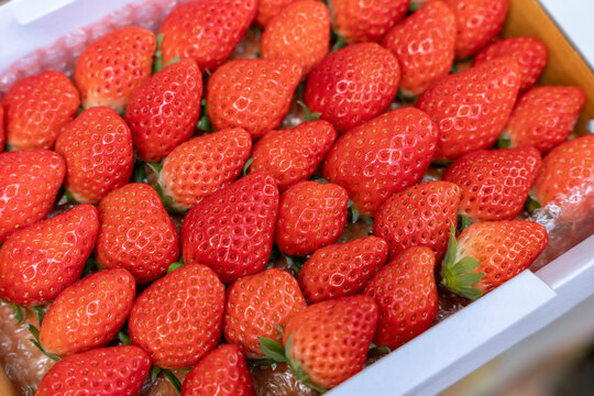 Closeup of a pile of ripe organic akihime strawberries.