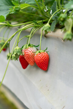 Closeup of a pile of ripe organic akihime strawberries in growth at garden.