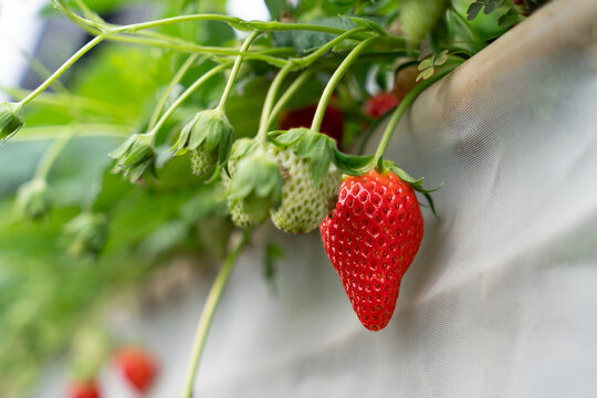 Closeup of a pile of ripe organic akihime strawberries in growth at garden.