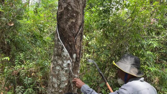 Rubber tapper harvesting latex in Kelantan plantation