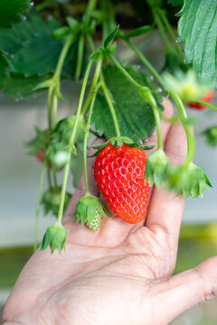 Hand of female holding ripe organic akihime strawberries in growth at garden.