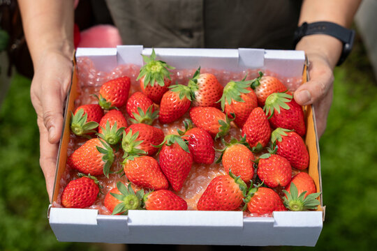 A woman holds a box ripe organic akihime strawberries in growth at garden.