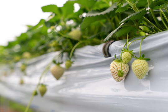 White strawberry cultivati on farm.