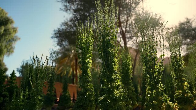 AlUla, Saudi Arabia &ndash; Peaceful Desert Oasis With Palm Groves, Green Gardens, Scenic Nature Landscapes